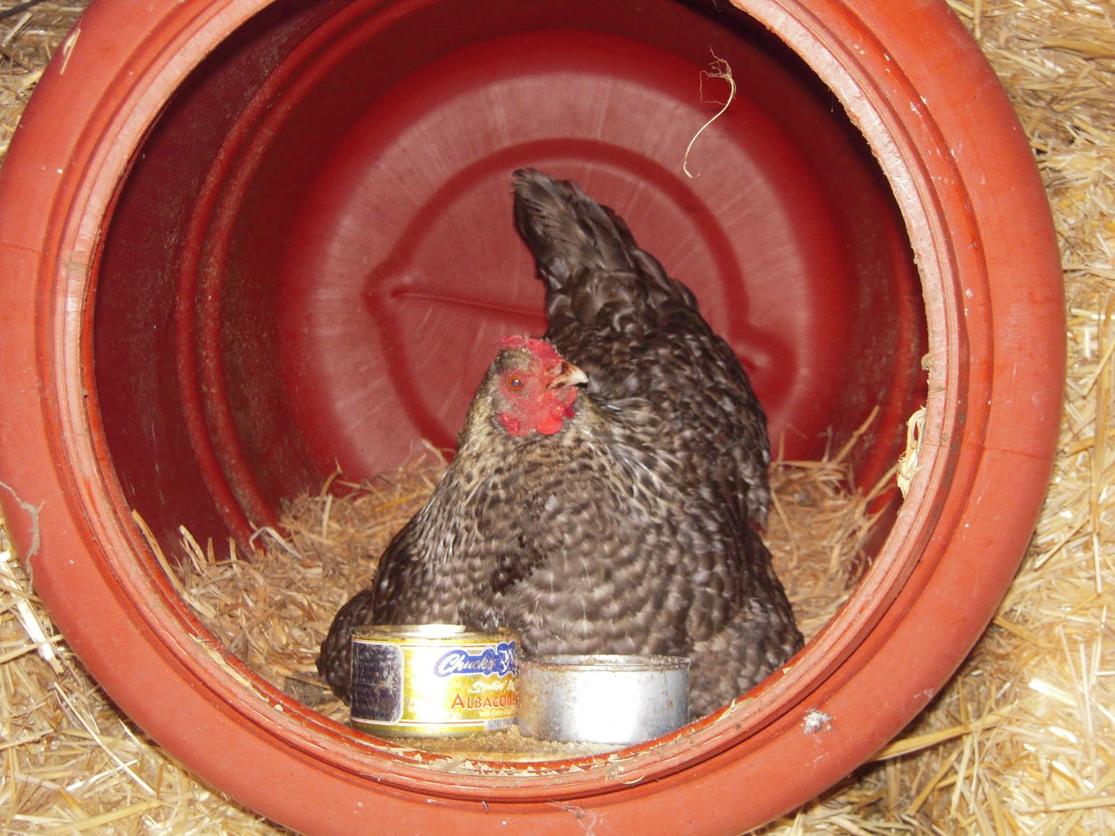 55 Gallon Barrel Chicken House